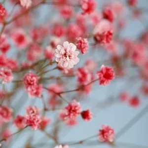 Pink gypsophila or baby's-breath flowers close up modern minimalistic design<br> Pink gypsophila or baby's-breath Pink gypsophila or baby's-breath flowers close up modern minimalistic design<br> Pink gypsophila or baby's-breath