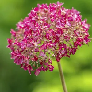 Pink Hydrangea Arborescens Annabelle Flower Print
