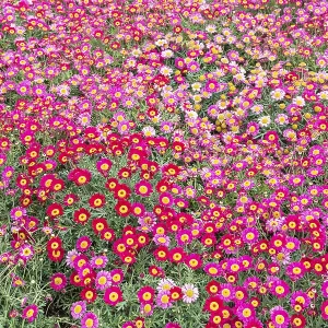 Pink Marguerites (Argyranthemum frutescens)