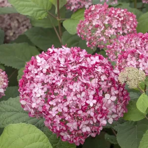 Pink Snowball Hydrangea (Hydrangea arborescens PINK ANNABELLE) Pink Snowball Hydrangea (Hydrangea arborescens PINK ANNABELLE)
