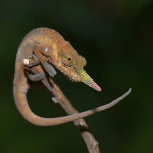 Pinocchio-Chamaleon (Calumma gallus)