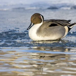 Pintail (Anas acuta) on a frozen body of water in a wintry atmosphere Pintail (Anas acuta) on a frozen body of water in a wintry atmosphere