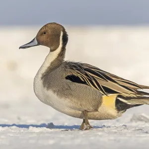 Pintail (Anas acuta) sitting, frost and ice on feathers