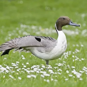Pintail duck (Anas acuta) on a green meadow with daisies in spring Pintail duck (Anas acuta) on a green meadow with daisies in spring
