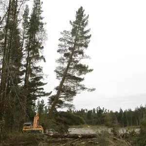 A Pinus radiata tree is felled by an autocutter at a milling site in exotic forest on the West Coast
