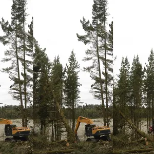A Pinus radiata tree is felled by an autocutter at a milling site in exotic forest on the West Coast