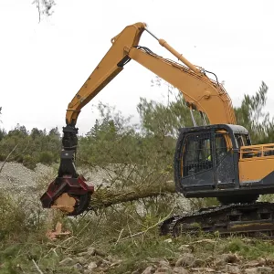 A Pinus radiata tree is felled by an autocutter at a milling site in exotic forest on the West Coast