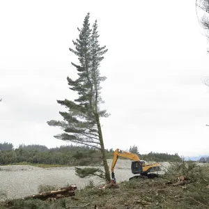 A Pinus radiata tree is felled by an autocutter at a milling site in exotic forest on the West Coast