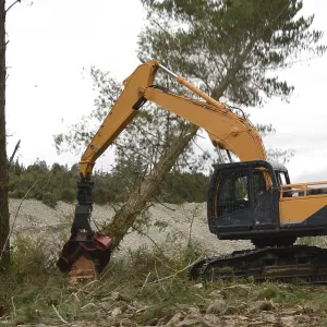 A Pinus radiata tree is felled by an autocutter at a milling site in exotic forest on the West Coast A Pinus radiata tree is felled by an autocutter at a milling site in exotic forest on the West Coast