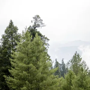 Pinus Roxburghii Tree on the Mountains in Nathia Gali Pinus Roxburghii Tree on the Mountains in Nathia Gali
