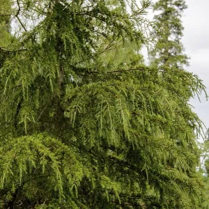Pinus Roxburghii Tree on the Mountains in Nathia Gali Pinus Roxburghii Tree on the Mountains in Nathia Gali