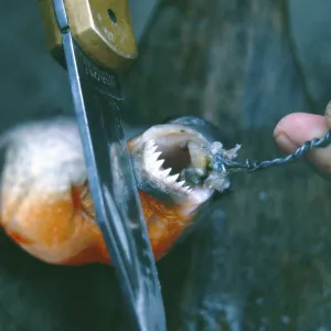 A piranha caught at Iquitos shows his teeth A piranha caught at Iquitos shows his teeth