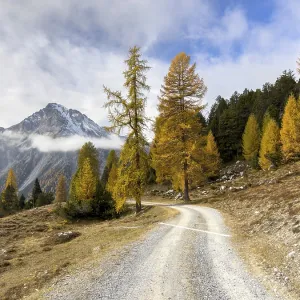 Piz Daint Autumn Print, Engadin Switzerland