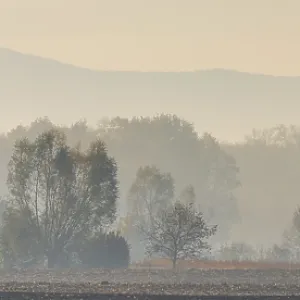Plain landscape with trees and forest in autumn Plain landscape with trees and forest in autumn
