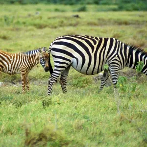 Plains zebra (Equus quagga) with foal in Amboseli National Park