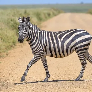 Plains Zebra Crossing, Serengeti National Park Print Plains Zebra Crossing, Serengeti National Park Print