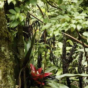 Plant, Bromelia, Serra do Mar State park Plant, Bromelia, Serra do Mar State park