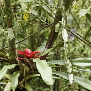 Plant, Bromelia, Serra do Mar State park Plant, Bromelia, Serra do Mar State park