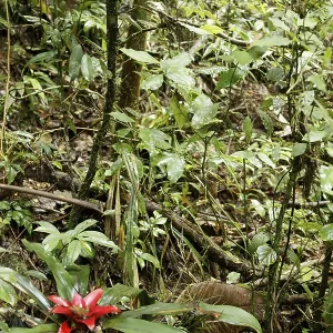 Plant, Bromelia, Serra do Mar State park Plant, Bromelia, Serra do Mar State park