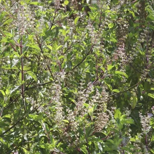 Plant, Tulsi or Holy Basil Ocimum sanctum Plant, Tulsi or Holy Basil Ocimum sanctum
