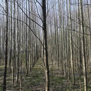 Planting of Black alders (Alnus glutinosa) Planting of Black alders (Alnus glutinosa)