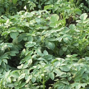 Plants