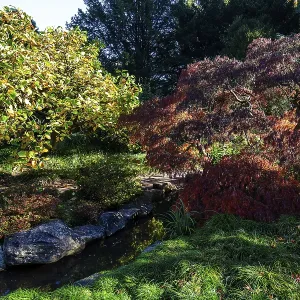 Plants in autumn colours, Japanese Garden Plants in autumn colours, Japanese Garden
