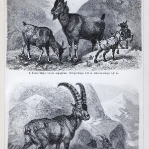 Plate with bezoar goat (Capra aegargus) and Alpine ibex (Capra ibex)