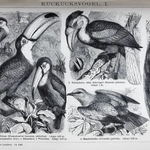 Plate Cuckoo birds, toucan (Rhamphastus tucanus) Plate Cuckoo birds, toucan (Rhamphastus tucanus)