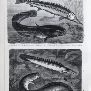 Plate Freshwater fish, sturgeon (Acipenser sturio) Plate Freshwater fish, sturgeon (Acipenser sturio)