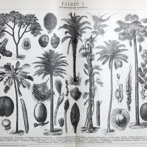 Plate of palm trees (monocotyledons)