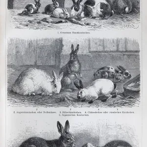 Plate rabbit breeds, domestic rabbit Plate rabbit breeds, domestic rabbit