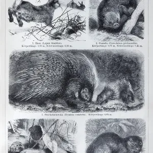 Plate rodents, hare (Lepus timidus) Plate rodents, hare (Lepus timidus)