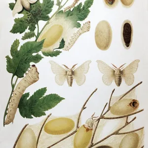 Plate silk moth or mulberry moth (Bombyx mori)