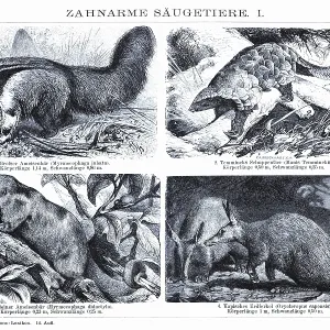 Plate of toothless mammals, anteaters (Myrmecophaga jubata)