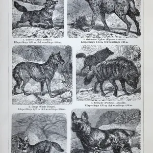 Plate Wild dogs and hyenas, coyote (Canis latrans) Plate Wild dogs and hyenas, coyote (Canis latrans)