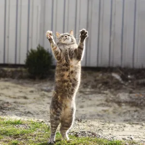 Playful cat on grass, front paws raised Playful cat on grass, front paws raised