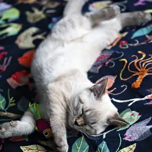 Playful Cat Sleeping Stretched Out Print Playful Cat Sleeping Stretched Out Print