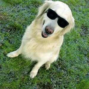A playful dog sitting on grass wearing sunglasses A playful dog sitting on grass wearing sunglasses