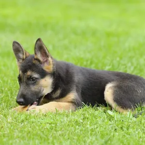 A playful German Shepherd puppy lies in the grass and chews