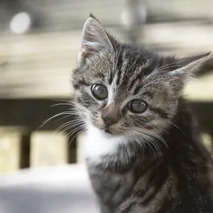 Playful little kitten with shiny big eyes and delicate whiskers sits quietly