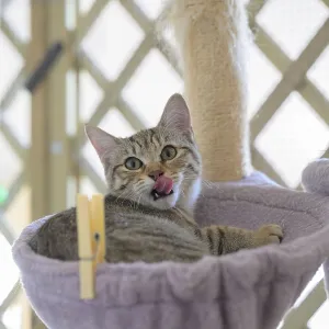 A playful tabby cat in a cat hammock licking its nose A playful tabby cat in a cat hammock licking its nose