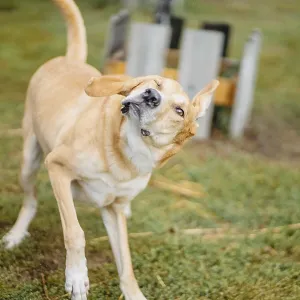 A playful yellow dog shaking its head energetically in an outdoor setting A playful yellow dog shaking its head energetically in an outdoor setting