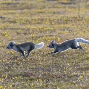 Playful young Arctic foxes (Vulpes lagopus) Playful young Arctic foxes (Vulpes lagopus)