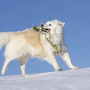 Playing with the rope, Icelandic dog in the snow Playing with the rope, Icelandic dog in the snow