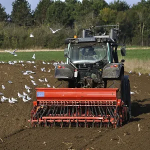 Plow tractor surrounded by seagulls