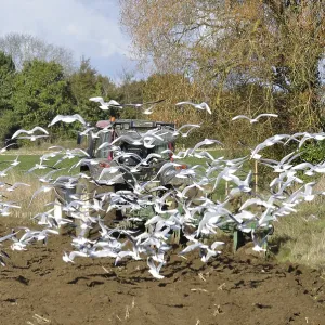 Plow tractor surrounded by seagulls