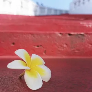 Plumeria flower on a red staircase Plumeria flower on a red staircase