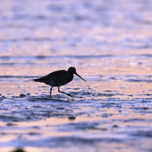Pod-tailed woodcock (Limosa lapponica) in backlight on the beach