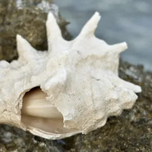 Pointed beige shell on rugged rock Pointed beige shell on rugged rock